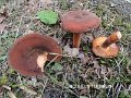 Lactifluus rugatus-amf1125